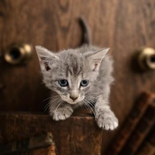 VELA, Adoptable, Kitten Female Domestic Short Hair.