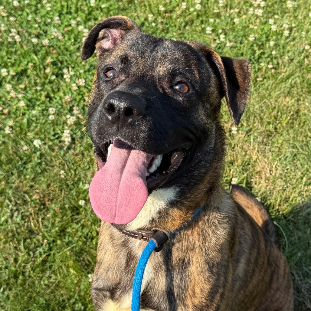 Apollo, Adoptable, Adult Male Dutch Shepherd & Pit Bull Terrier.