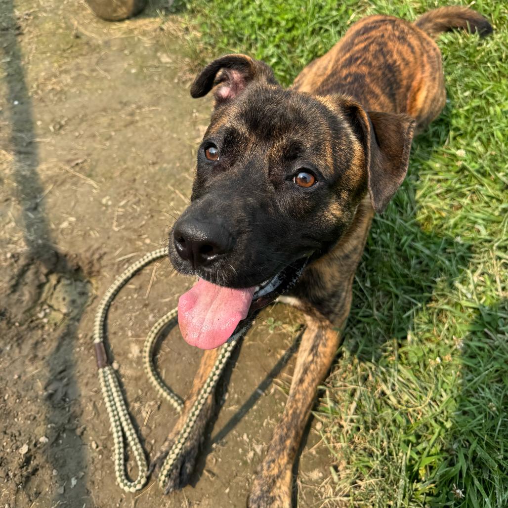 Enlarge Apollo, a Adoptable mixed breed in Perkiomenville, PA image 2/2