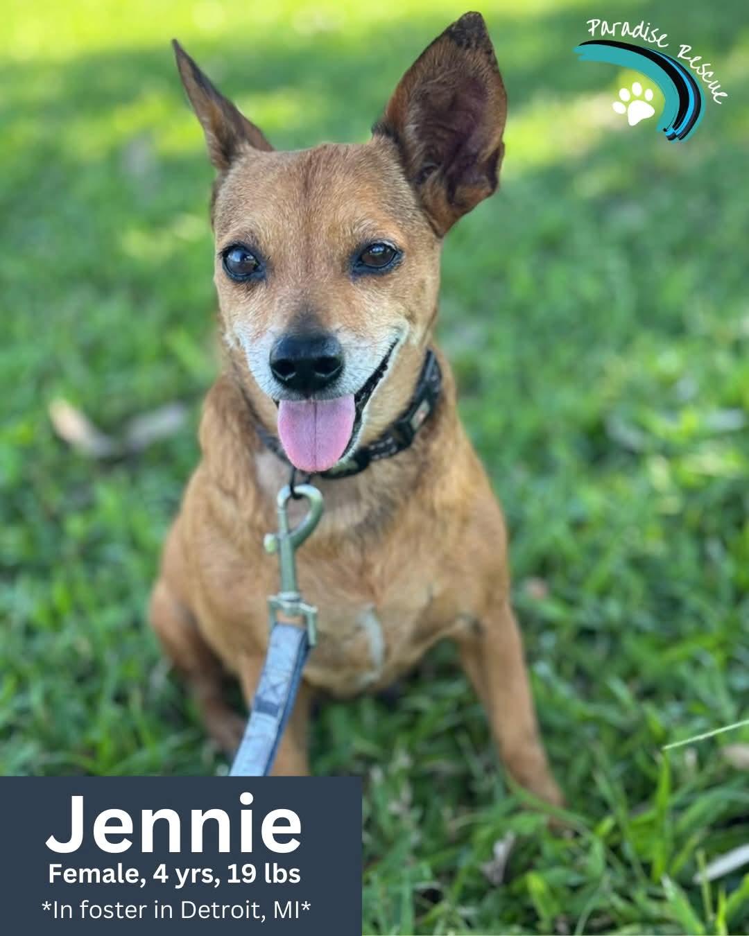 Jeni- sweet pup from the block, ADOPTABLE, Adult Female Chihuahua & Portuguese Podengo.