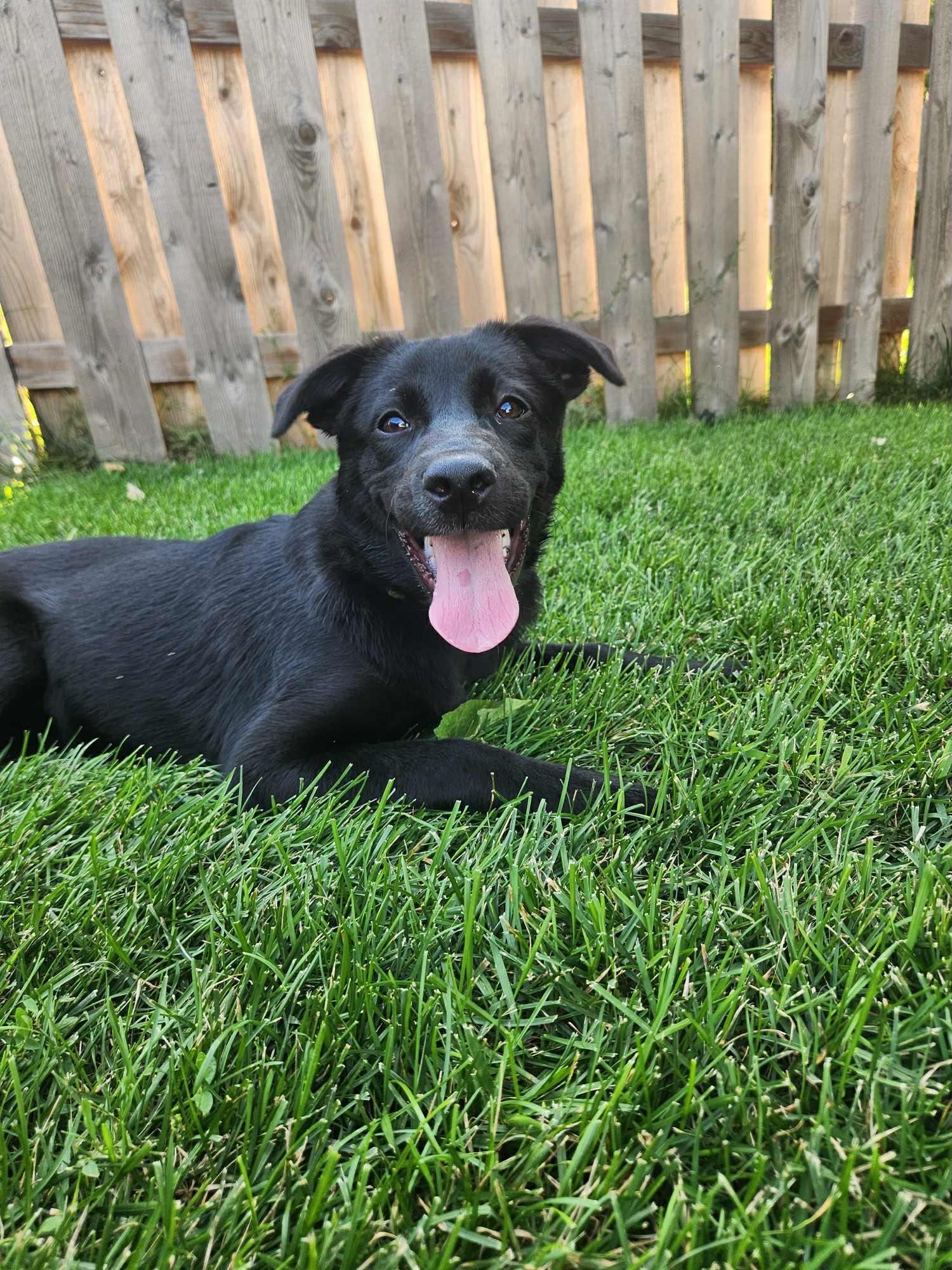 Enlarge Trixie, a Adopted mixed breed in South Elgin, IL image 1/3