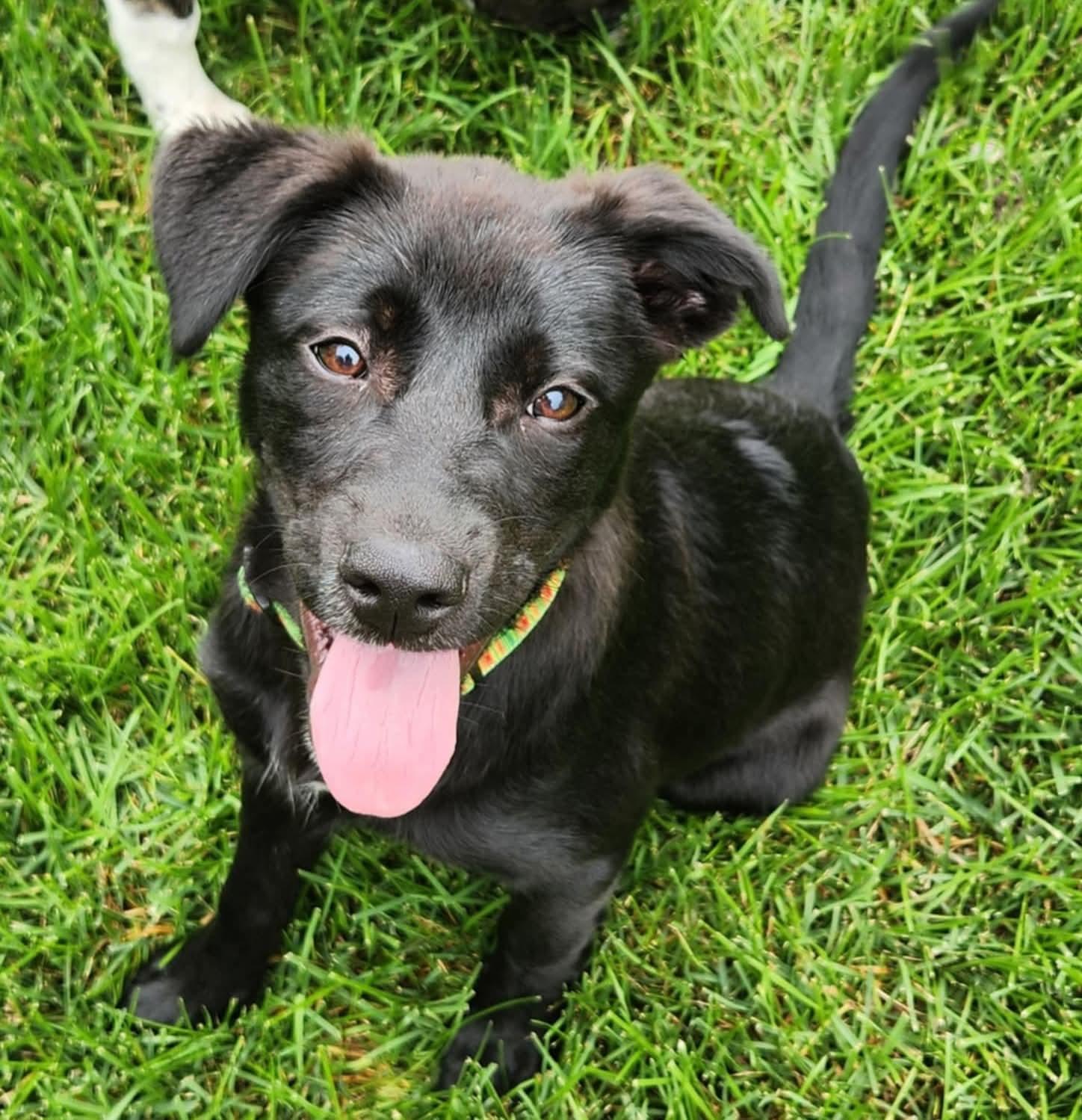 Enlarge Trixie, a Adopted mixed breed in South Elgin, IL image 2/3