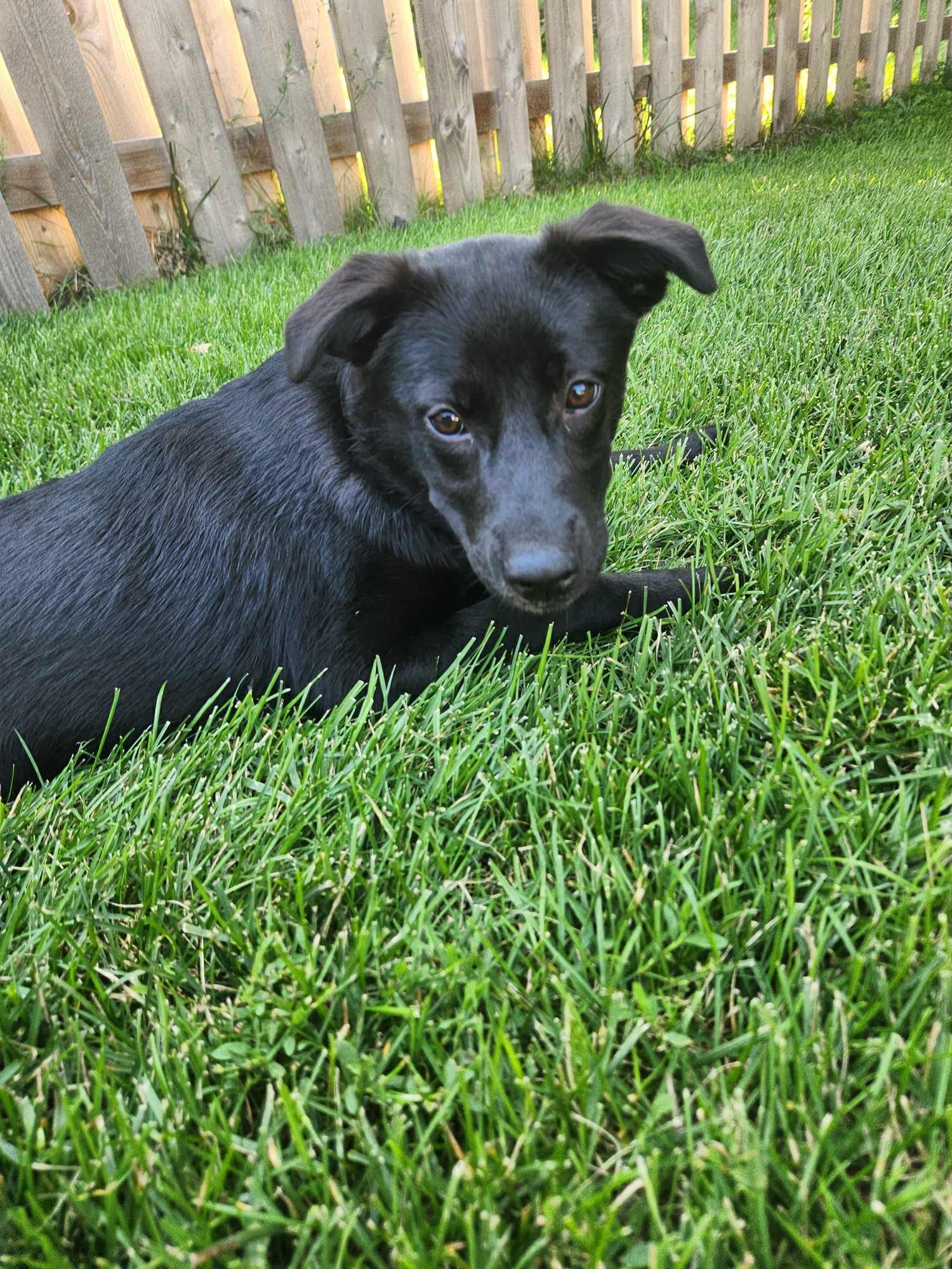 Enlarge Trixie, a Adopted mixed breed in South Elgin, IL image 3/3