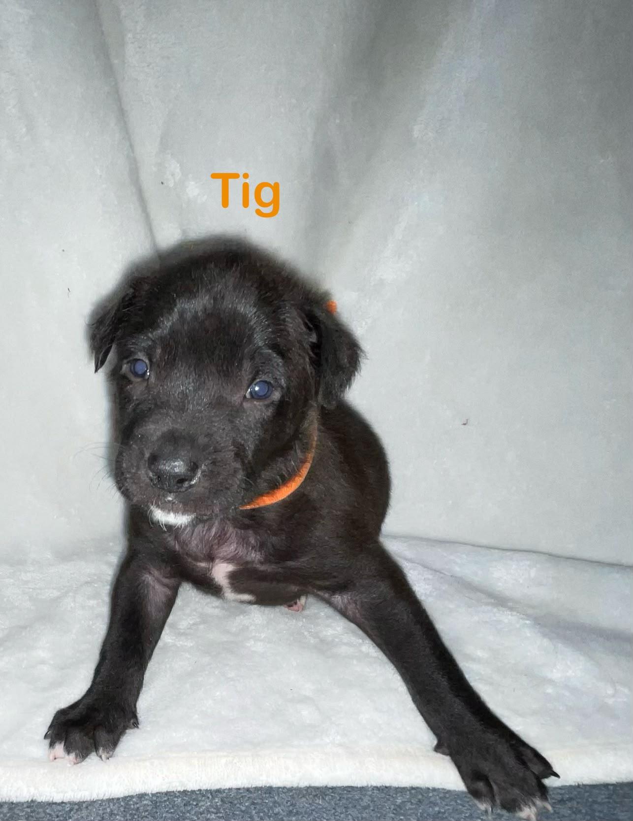 TIG, Adoptable, Puppy Male Pit Bull Terrier & Mastiff.