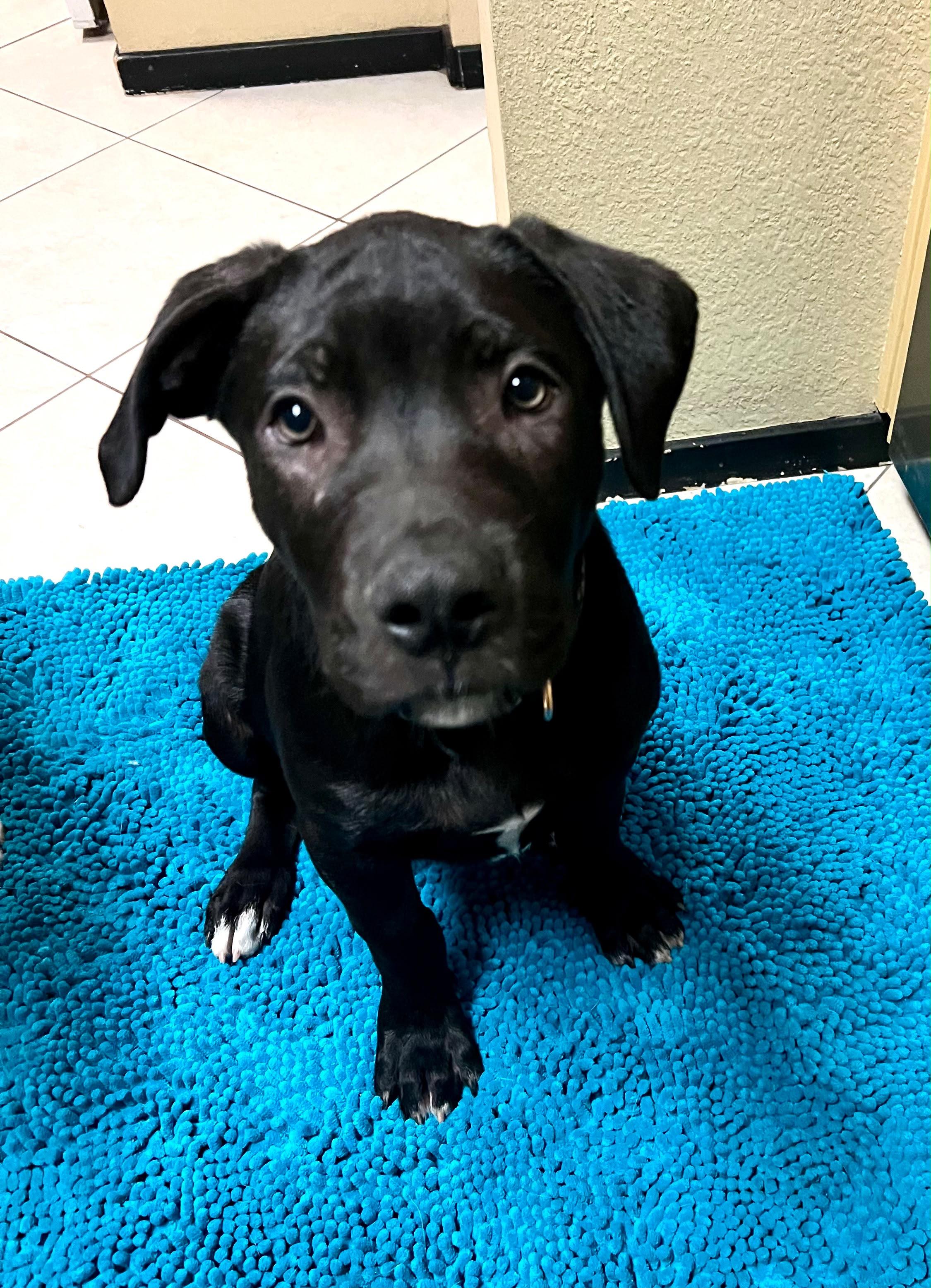 Enlarge TIG, a Adoptable mixed breed in Discovery Bay, CA image 2/3