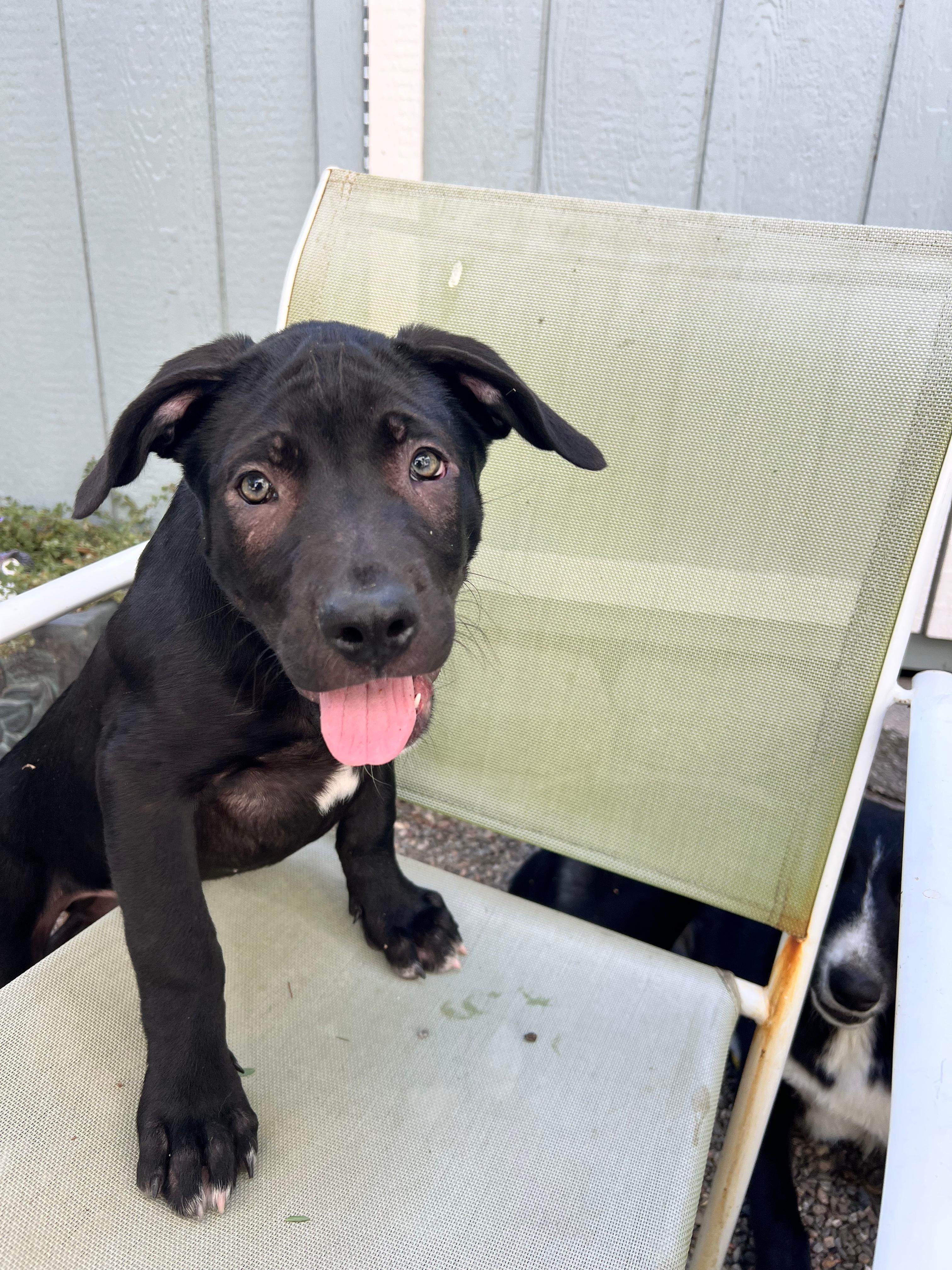 Enlarge TIG, a Adoptable mixed breed in Discovery Bay, CA image 3/3