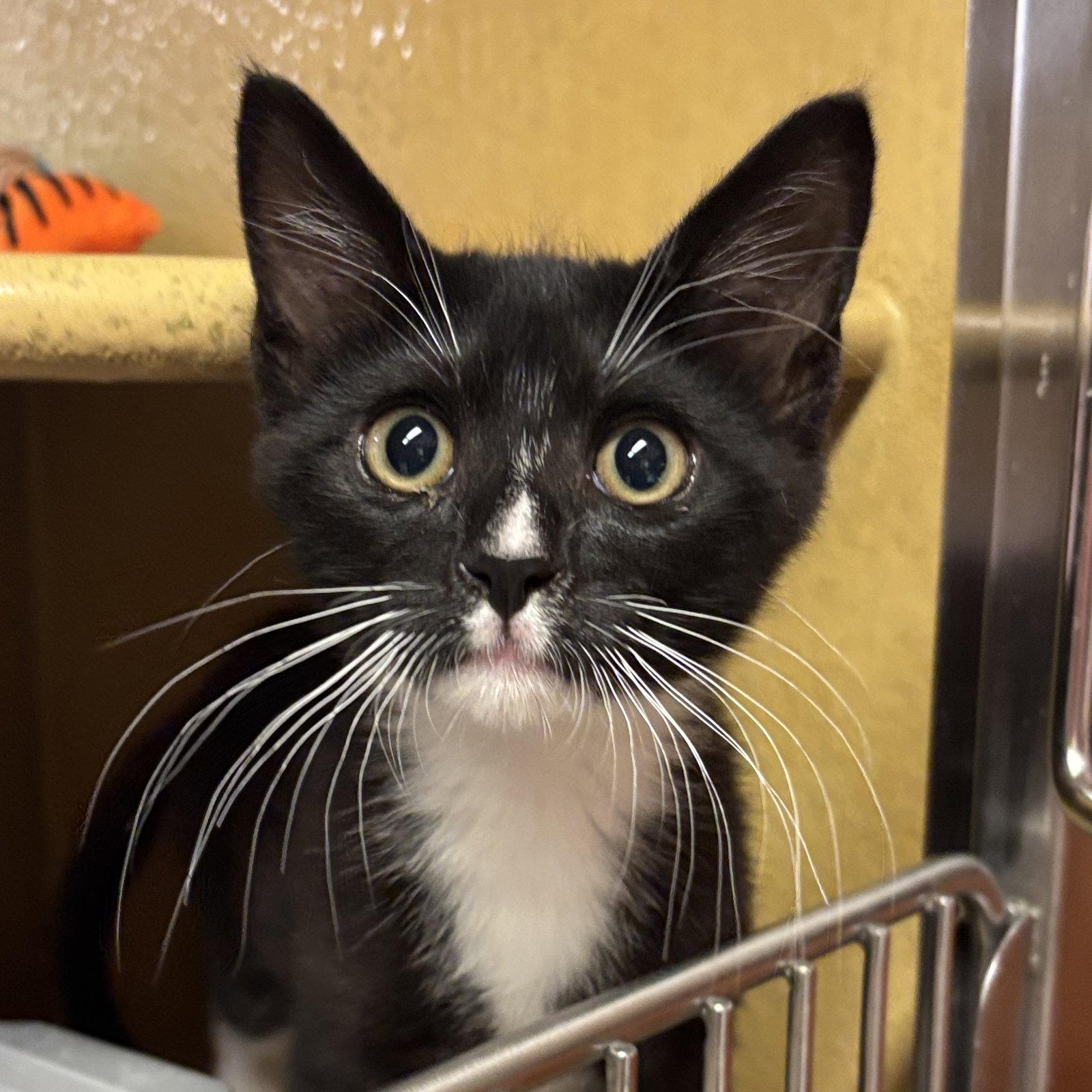 Benny, Adoptable, Kitten Male Domestic Short Hair.