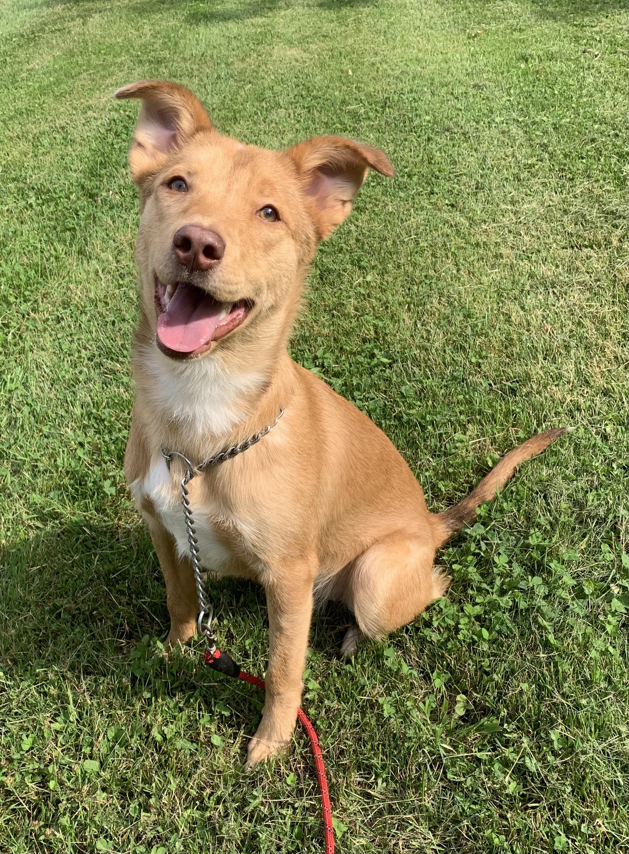 Enlarge Roxy, a ADOPTABLE mixed breed in Massena, NY image 1/1