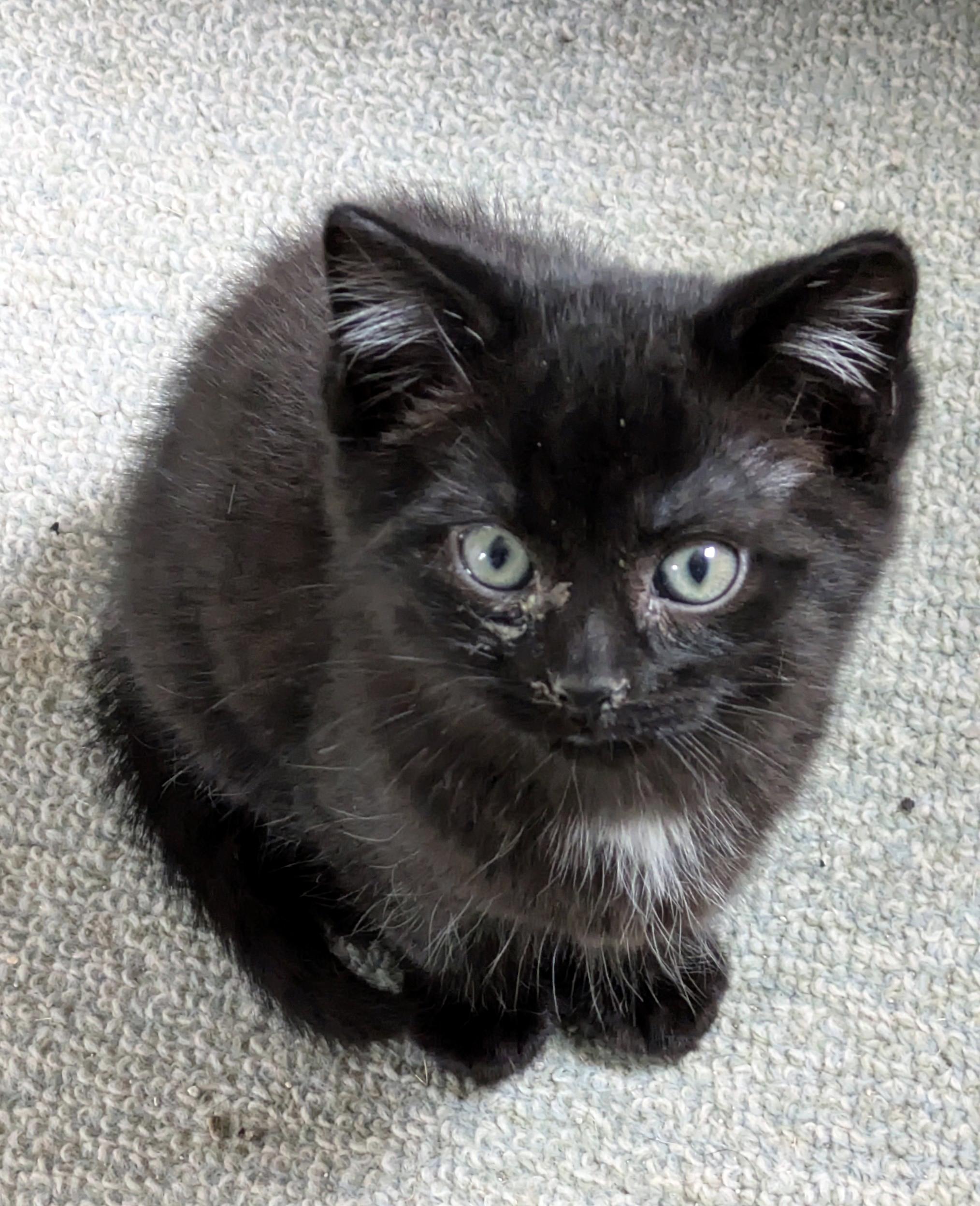 Luke, ADOPTABLE, Kitten Male Domestic Short Hair.