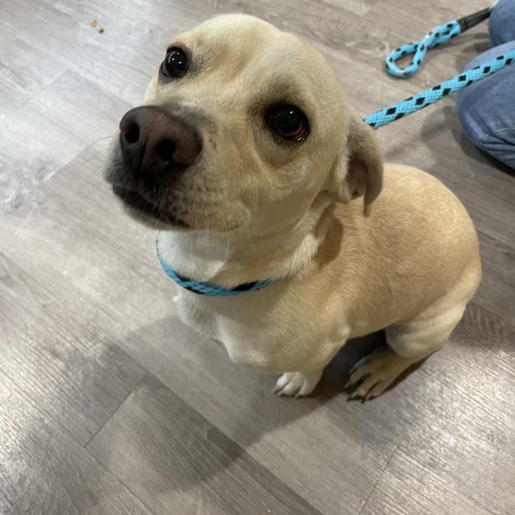 Enlarge Zinger, a Adoptable mixed breed in Chesapeake, VA image 1/3