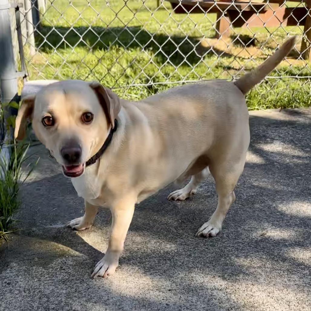 Enlarge Zinger, a Adoptable mixed breed in Chesapeake, VA image 2/3