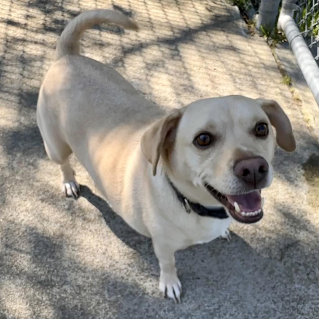 Enlarge Zinger, a Adoptable mixed breed in Chesapeake, VA image 3/3