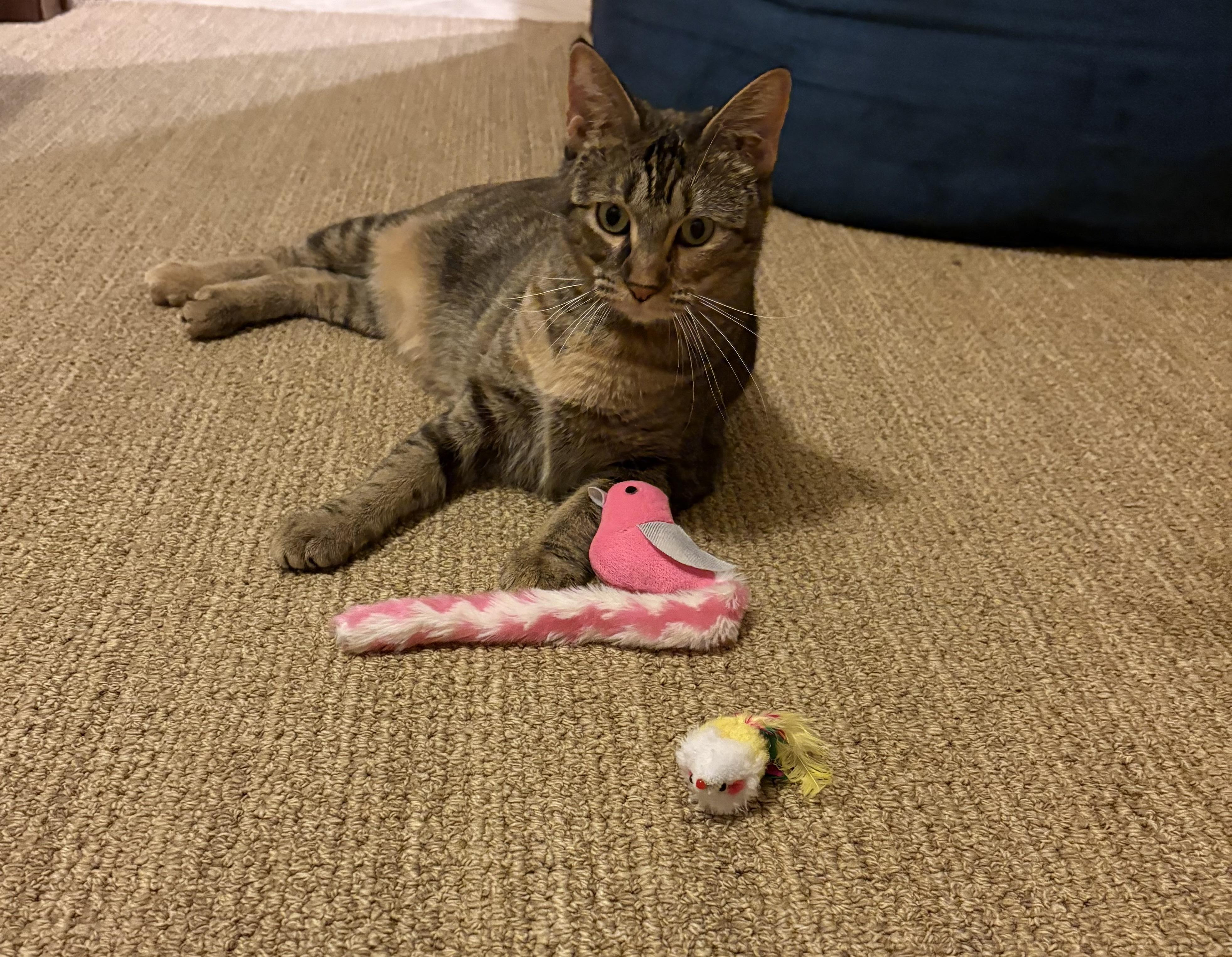 Dolly, a Adoptable American Shorthair in Austin, TX image 2/6