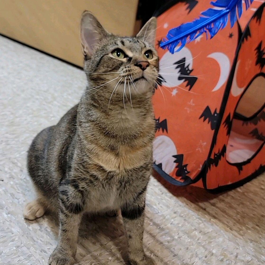 Dolly, a Adoptable American Shorthair in Austin, TX image 3/6