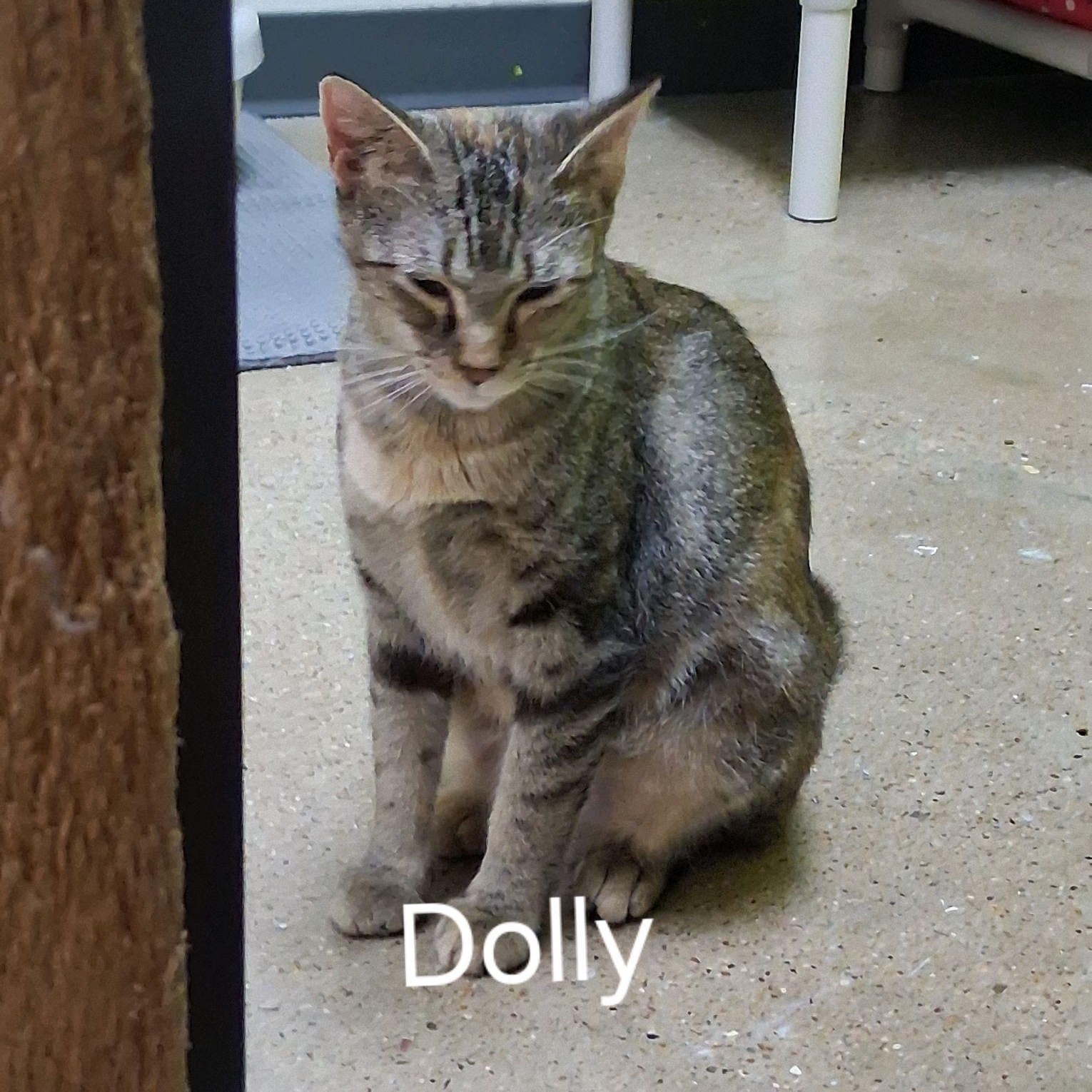 Dolly