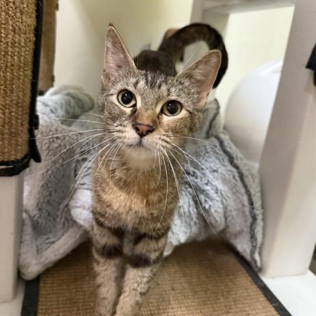 Dolly, a Adoptable American Shorthair in Austin, TX image 6/6