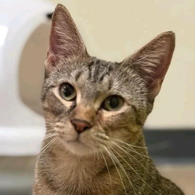 Dolly, a Adoptable American Shorthair in Austin, TX image 4/6