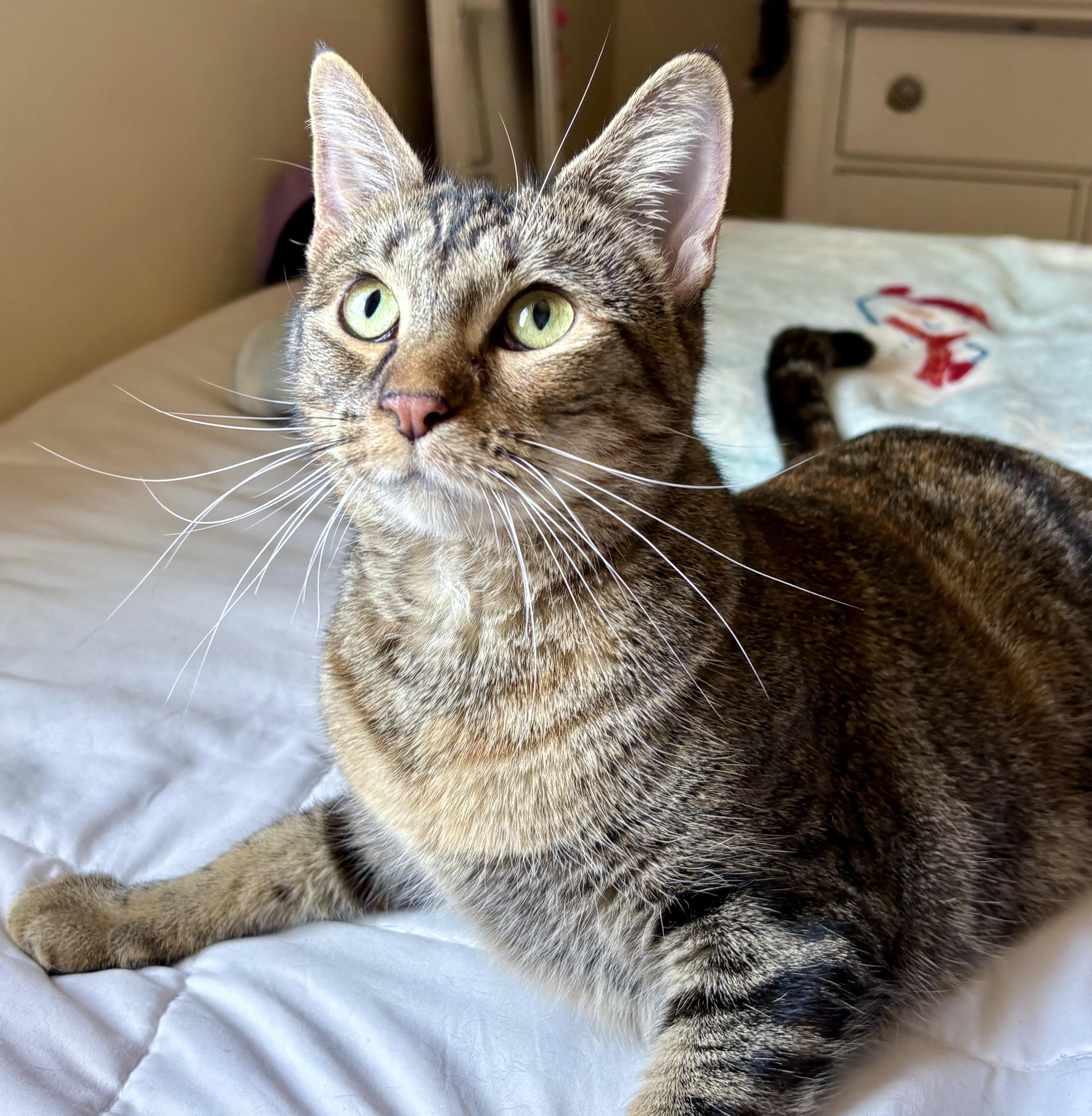 Dolly, a Adoptable American Shorthair in Austin, TX image 1/6
