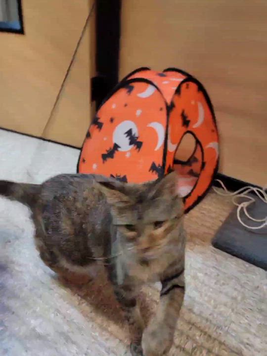 Enlarge Dolly, a Adoptable American Shorthair in Austin, TX video 5/6