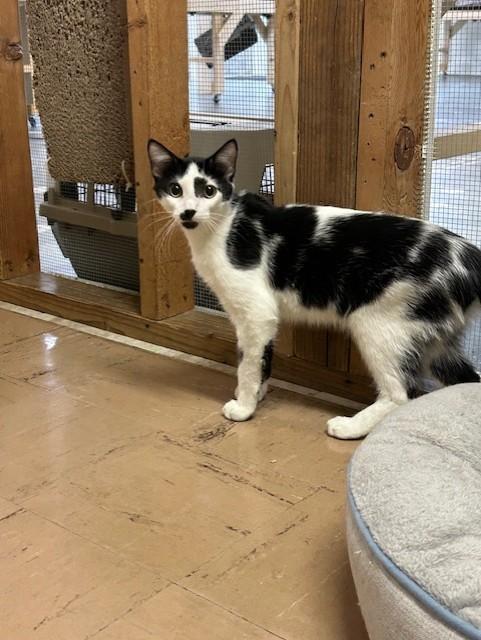 Huck and Mickey~ Bonded Siblings!, an adoptable Domestic Short Hair in Chisholm, MN, 55719 | Photo Image 4