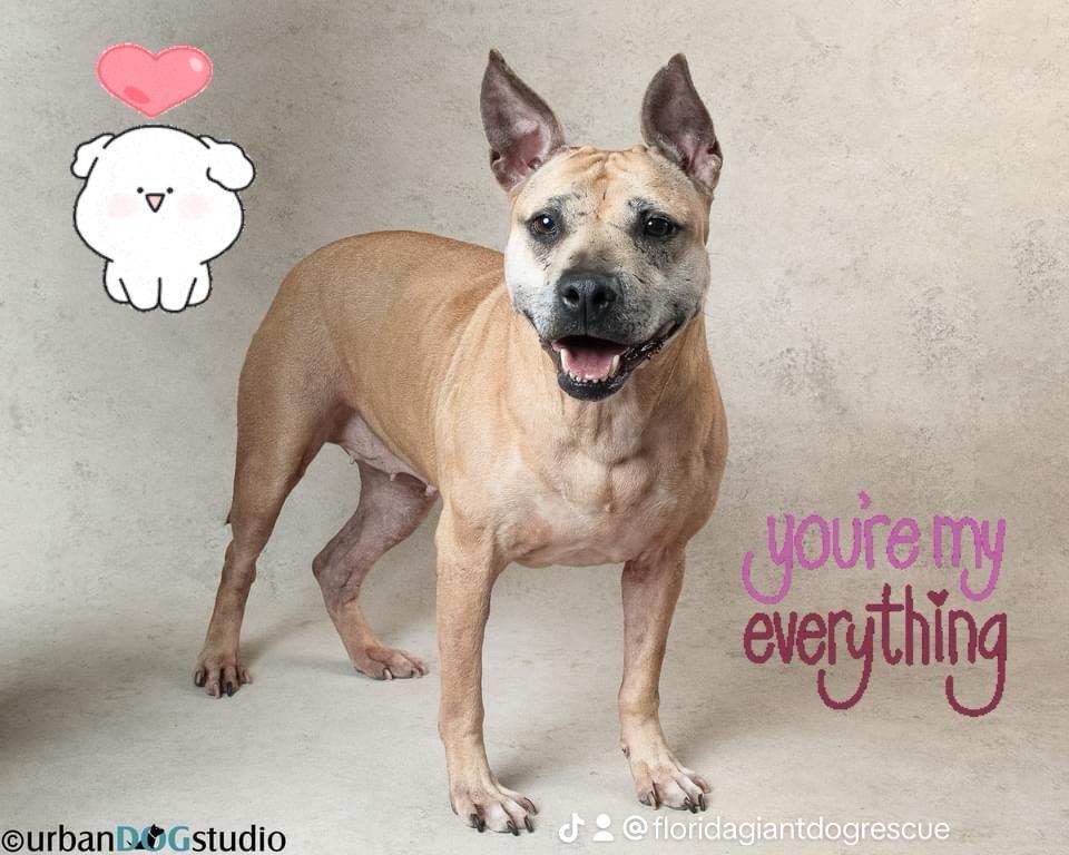 Enlarge Maggie, a Adoptable mixed breed image 2/6