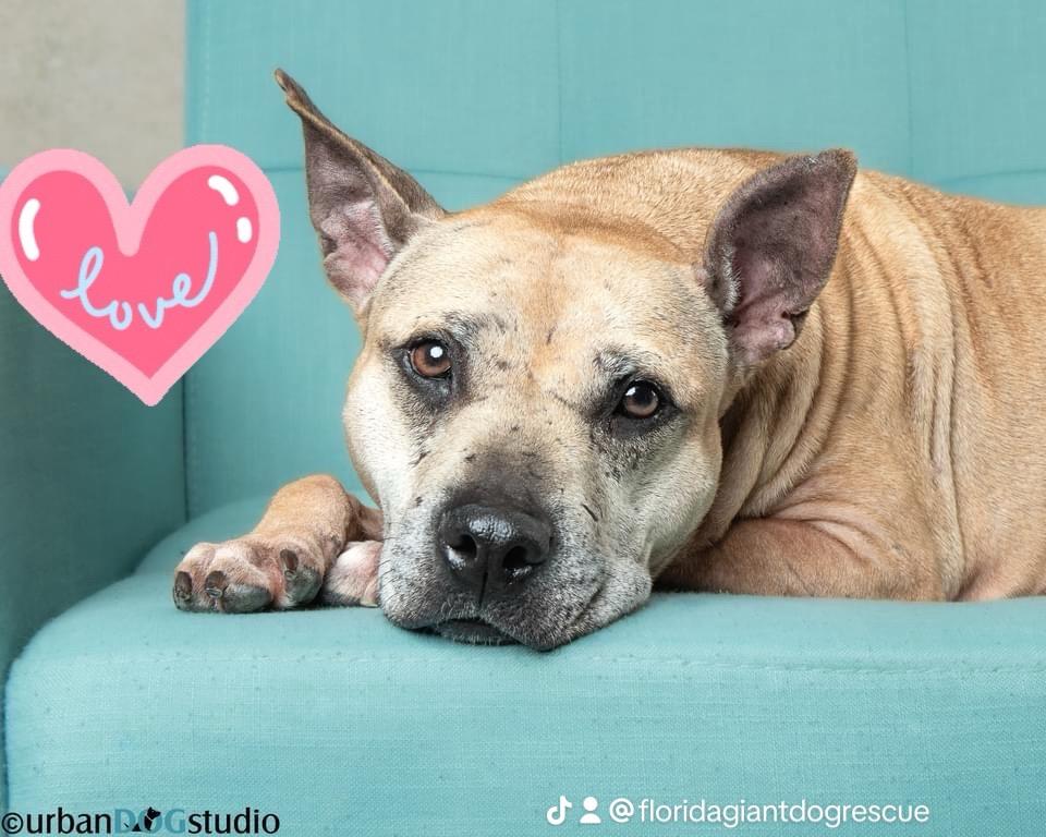 Enlarge Maggie, a Adoptable mixed breed image 3/6