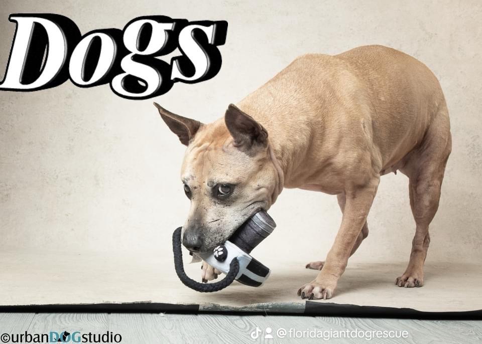 Enlarge Maggie, a Adoptable mixed breed image 4/6