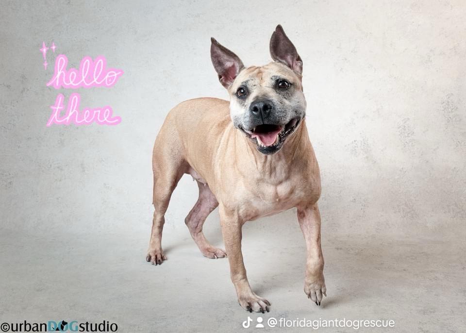 Enlarge Maggie, a Adoptable mixed breed image 5/6