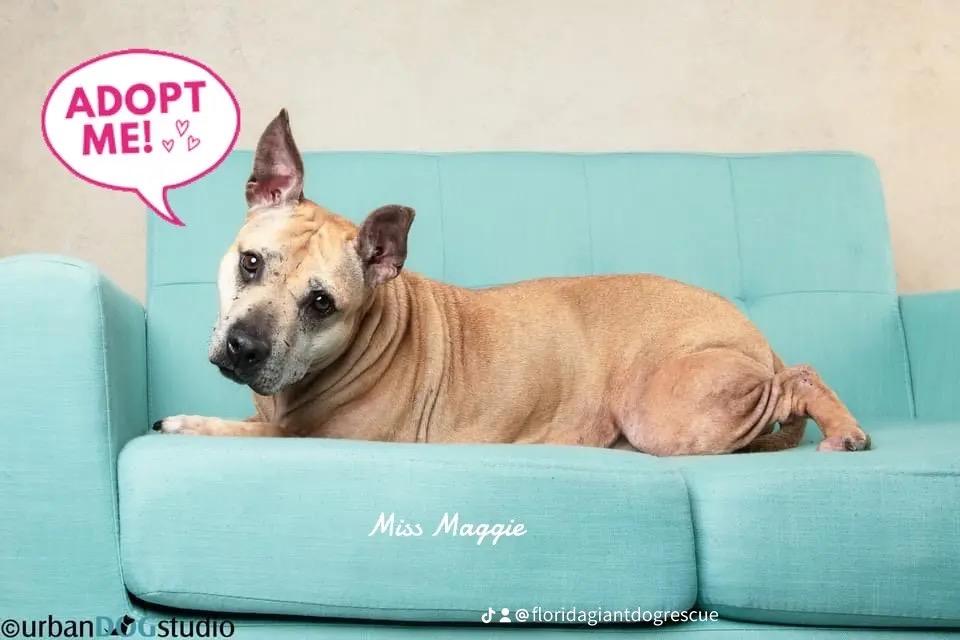 Enlarge Maggie, a Adoptable mixed breed image 1/6