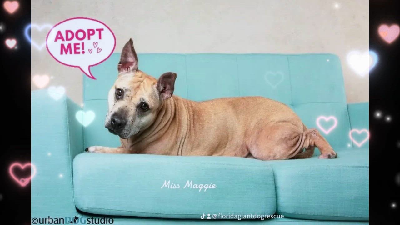 Enlarge Maggie, a Adoptable mixed breed video 6/6