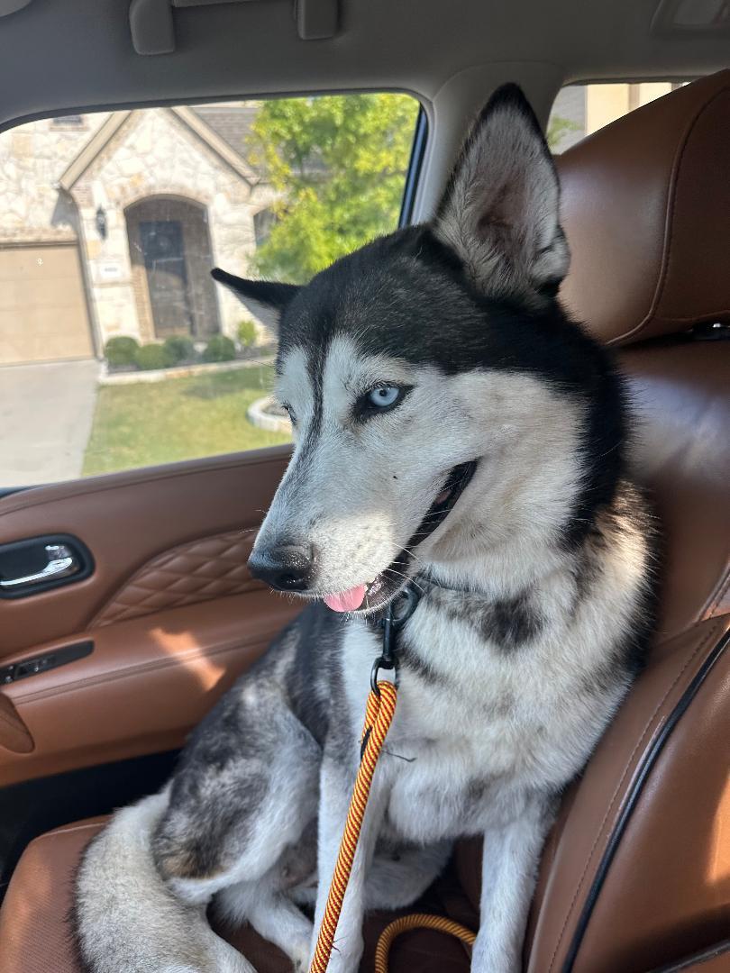 Dakota, a Adoptable Siberian Husky in Pflugerville, TX image 3/5