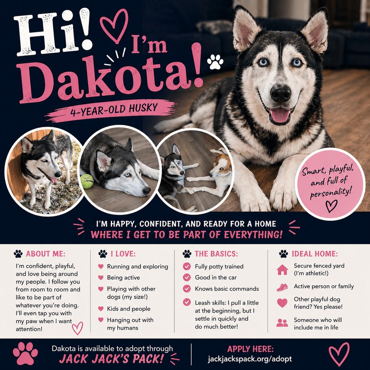 Dakota, Adoptable, Adult Female Siberian Husky.