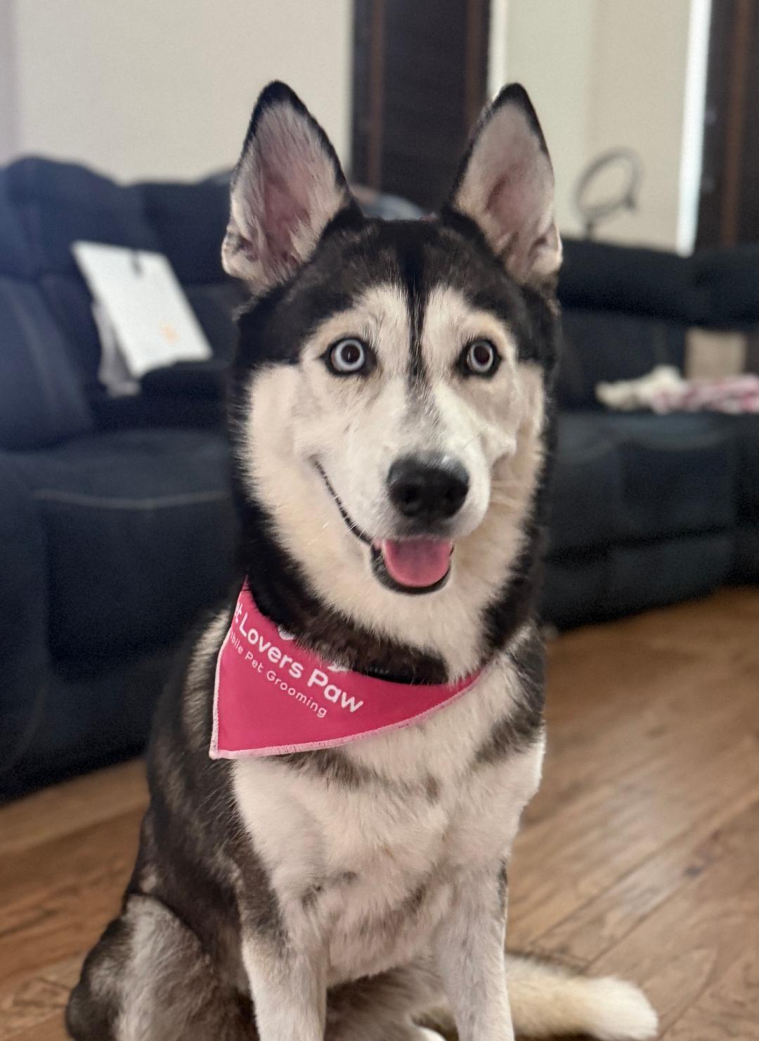 Dakota, a Adoptable Siberian Husky in Pflugerville, TX image 2/5