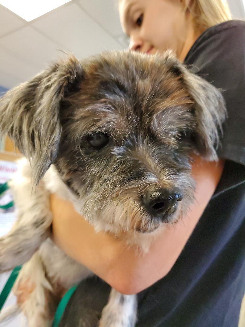 Betsy, Adoptable, Senior Female Shih Tzu.