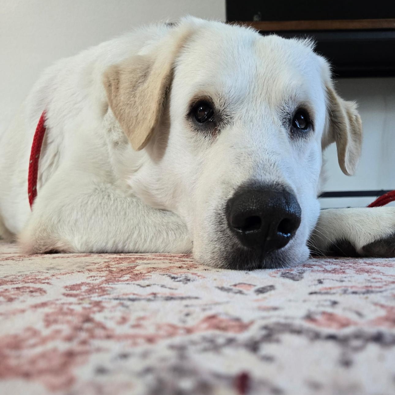 Tugg, Adult Male Great Pyrenees