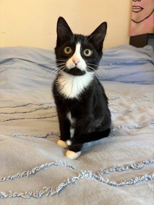 Colorado, Adoptable, Kitten Female Domestic Short Hair & Domestic Short Hair.