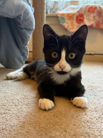Colorado, Adoptable, Kitten Female Domestic Short Hair & Domestic Short Hair.