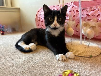 Enlarge Colorado, a Adoptable Domestic Short Hair in Savannah, GA image 3/3