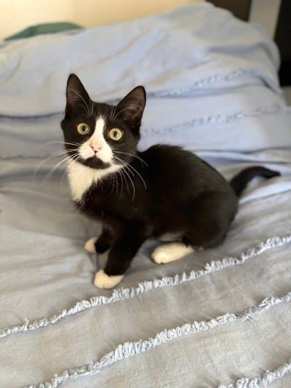 Colorado, a Adoptable Domestic Short Hair in Savannah, GA image 3/3