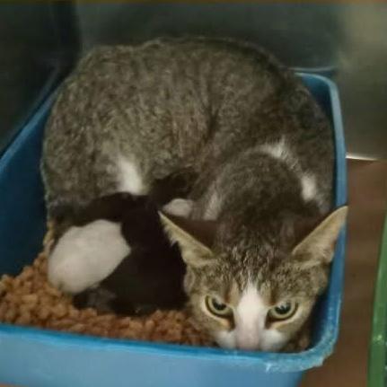 Saffie, Adoptable, Young Female Domestic Short Hair.