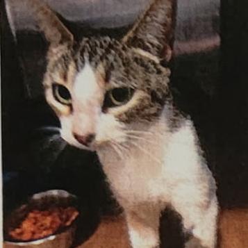 Enlarge Saffie, a Adoptable Domestic Short Hair in Marietta, GA image 2/2