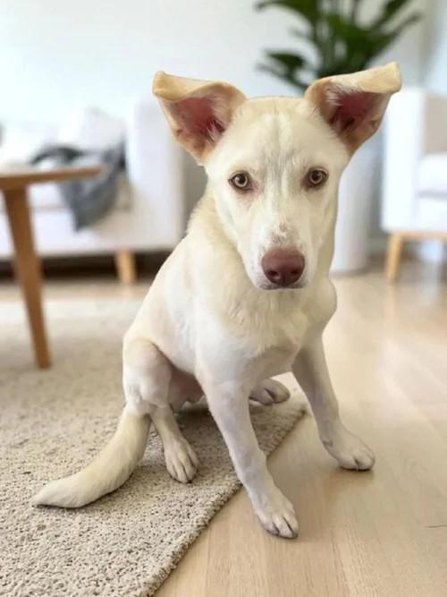 Alan, a Adoptable mixed breed in Winter Springs, FL image 2/6