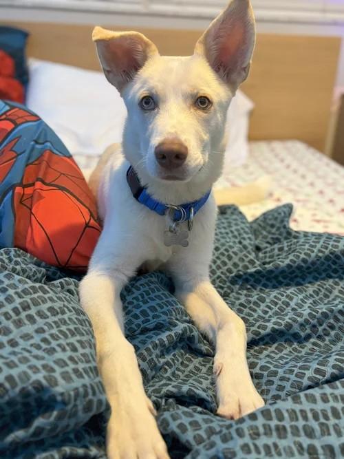 Alan, a Adoptable mixed breed in Winter Springs, FL image 3/6