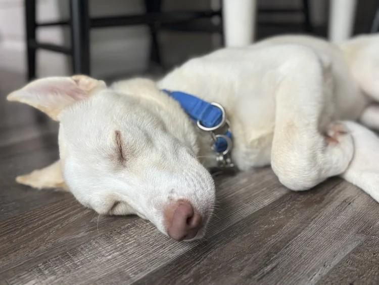 Alan, a Adoptable mixed breed in Winter Springs, FL image 4/6