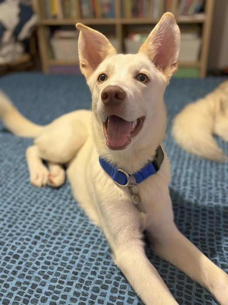 Alan
