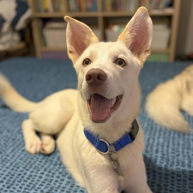 Alan, a Adoptable mixed breed in Winter Springs, FL image 1/6