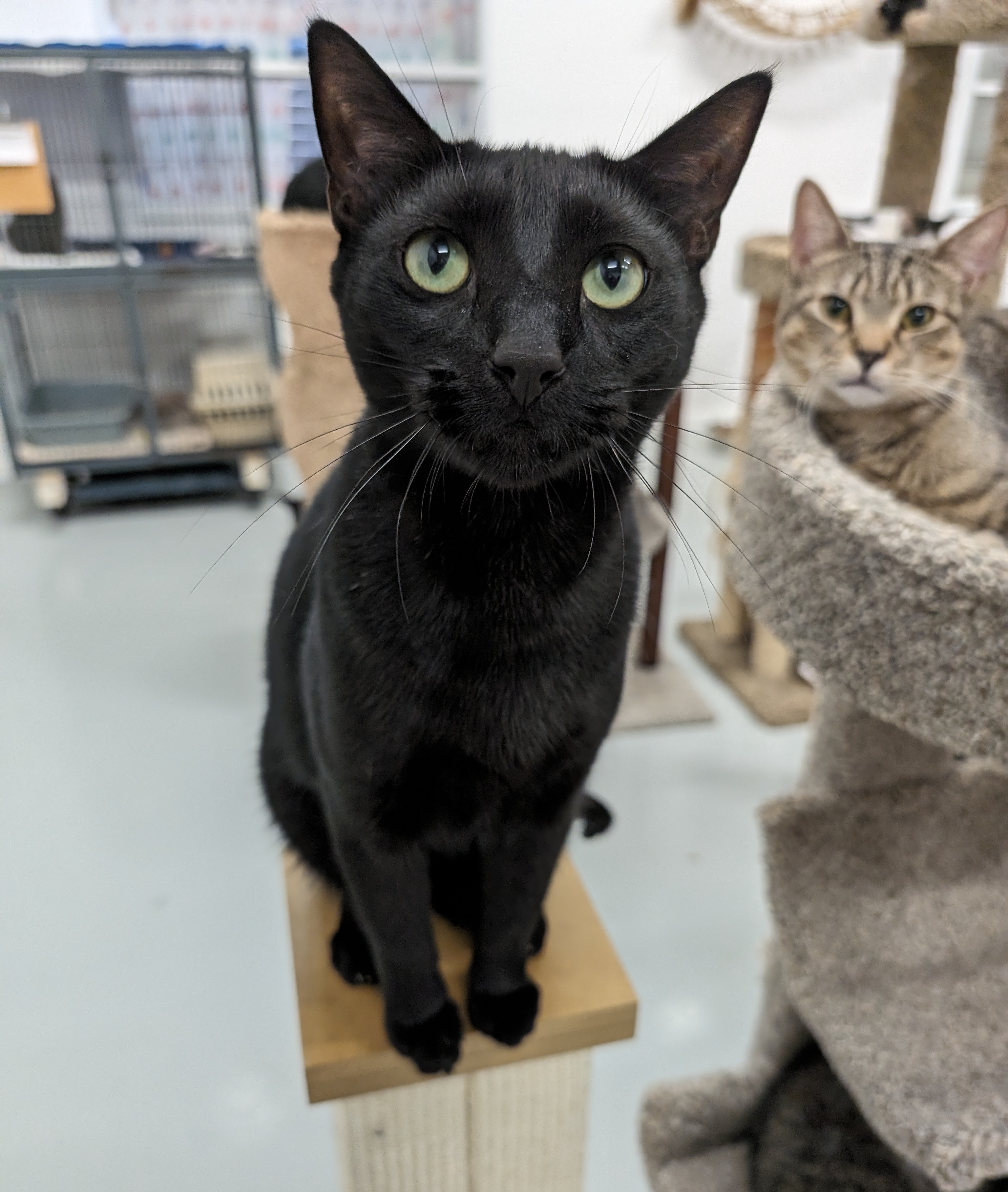 Finn, a Adoptable mixed breed in West Palm Beach, FL image 4/6