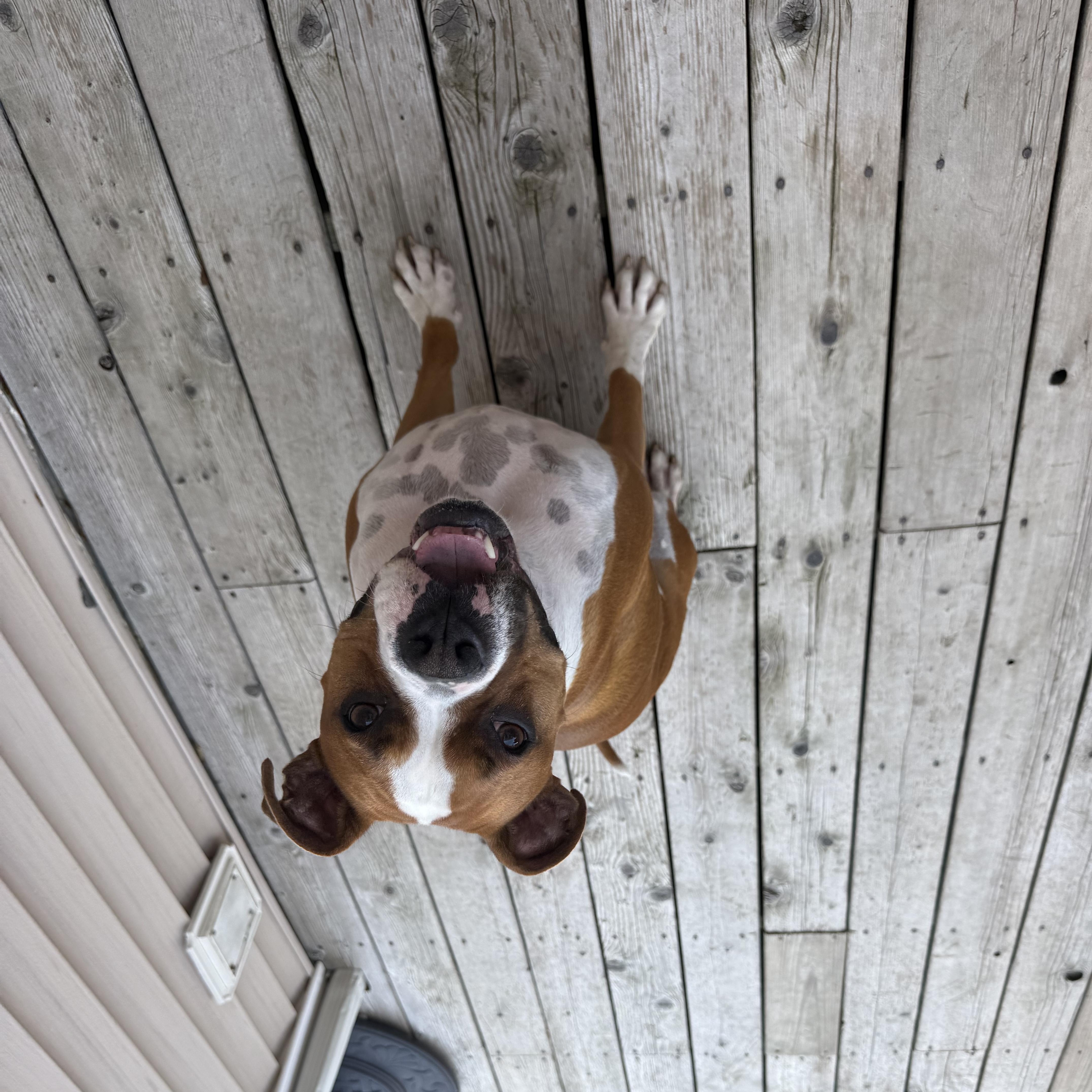 Enlarge Oliver - Need Foster, a Adoptable mixed breed in Middlesex, NJ image 2/5