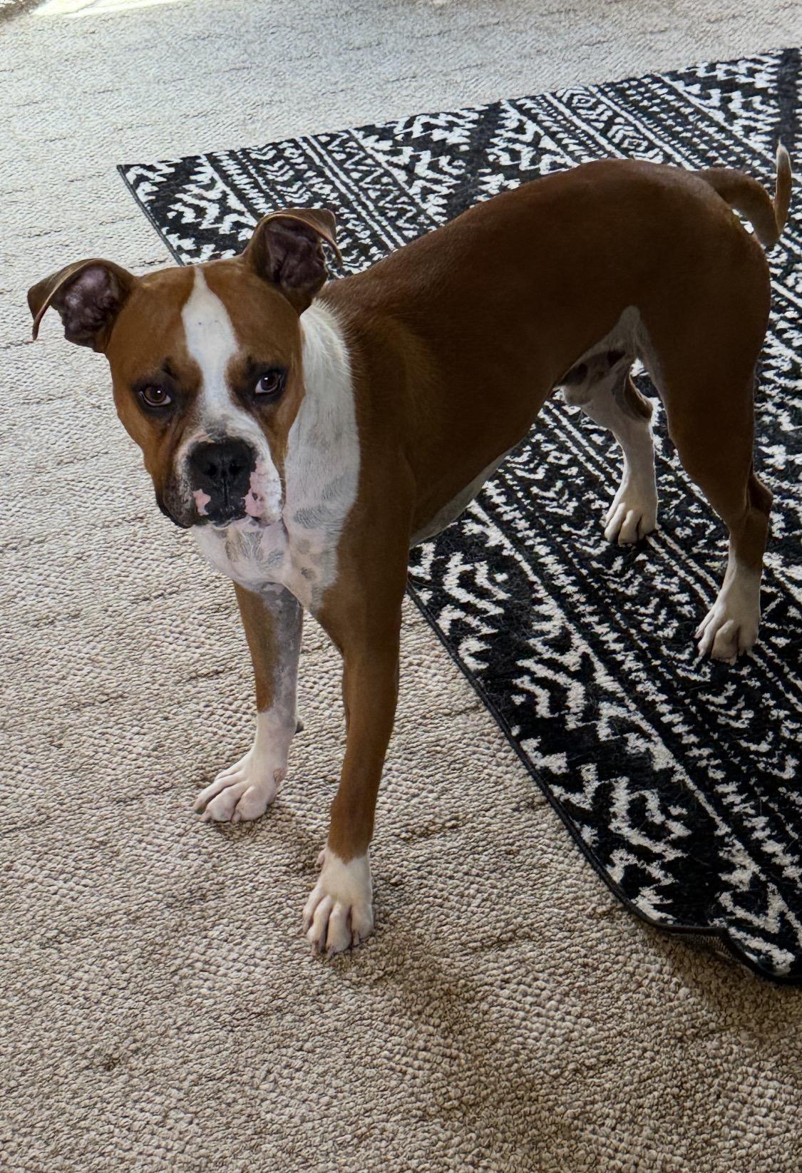 Enlarge Oliver - Need Foster, a Adoptable mixed breed in Middlesex, NJ image 4/5