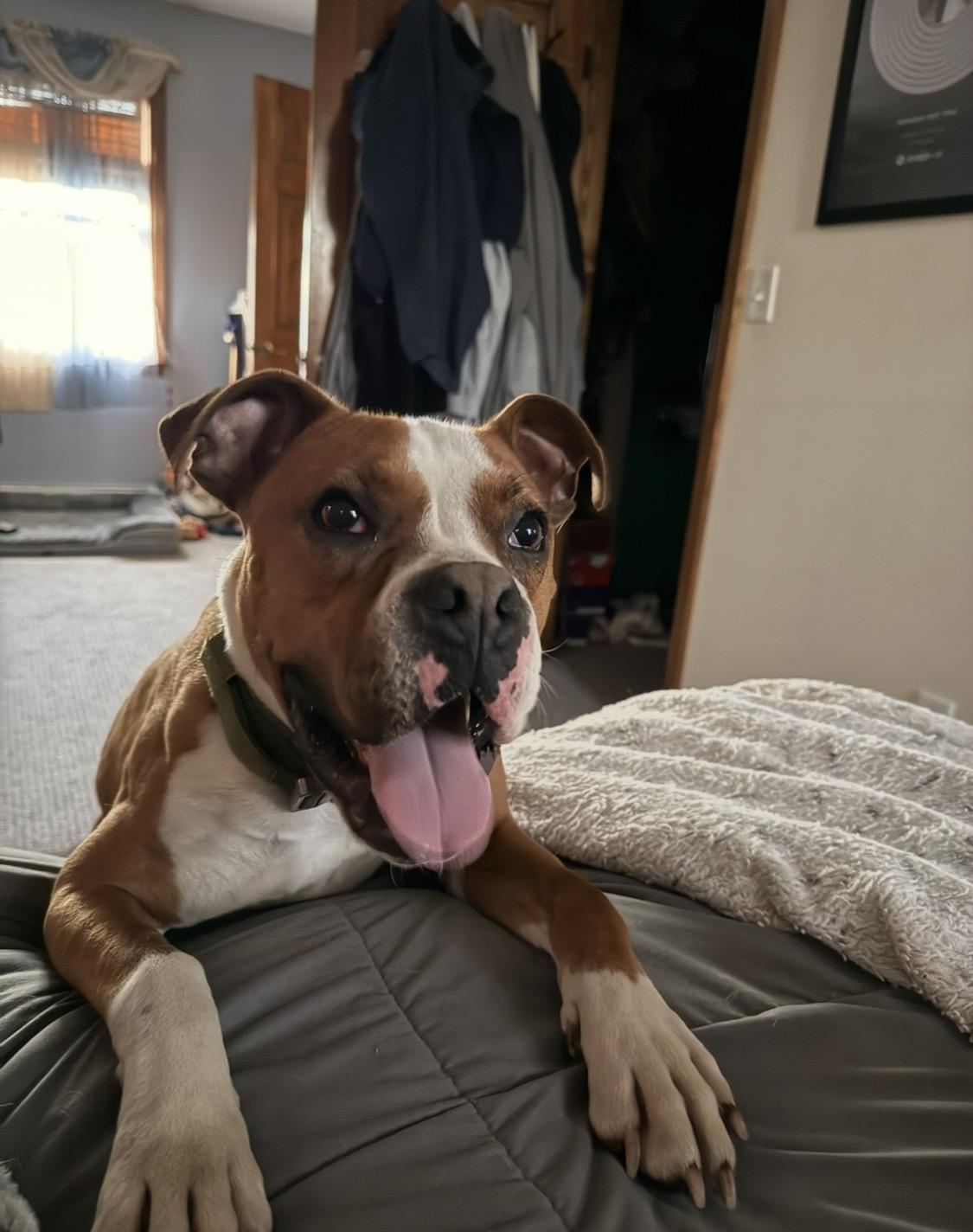Oliver - Need Foster, Adoptable, Adult Male Boxer.